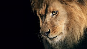 lion_king_big_cat_maine_animals_hd-wallpaper-1562165